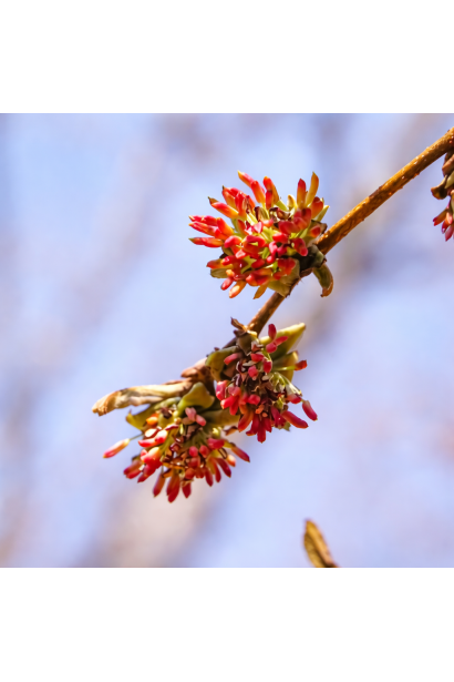 Парротія Персіан Спаєр квітка